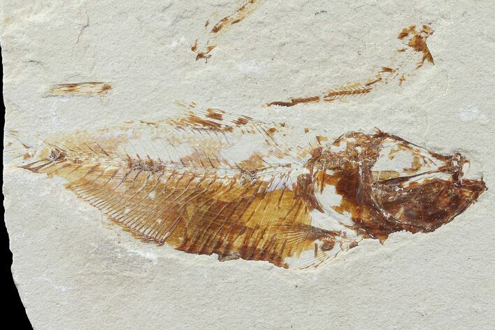 Cretaceous Fossil Fish (Armigatus) - Lebanon #77116